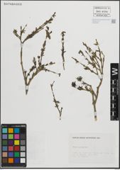 Foto von Salix purpurea L.